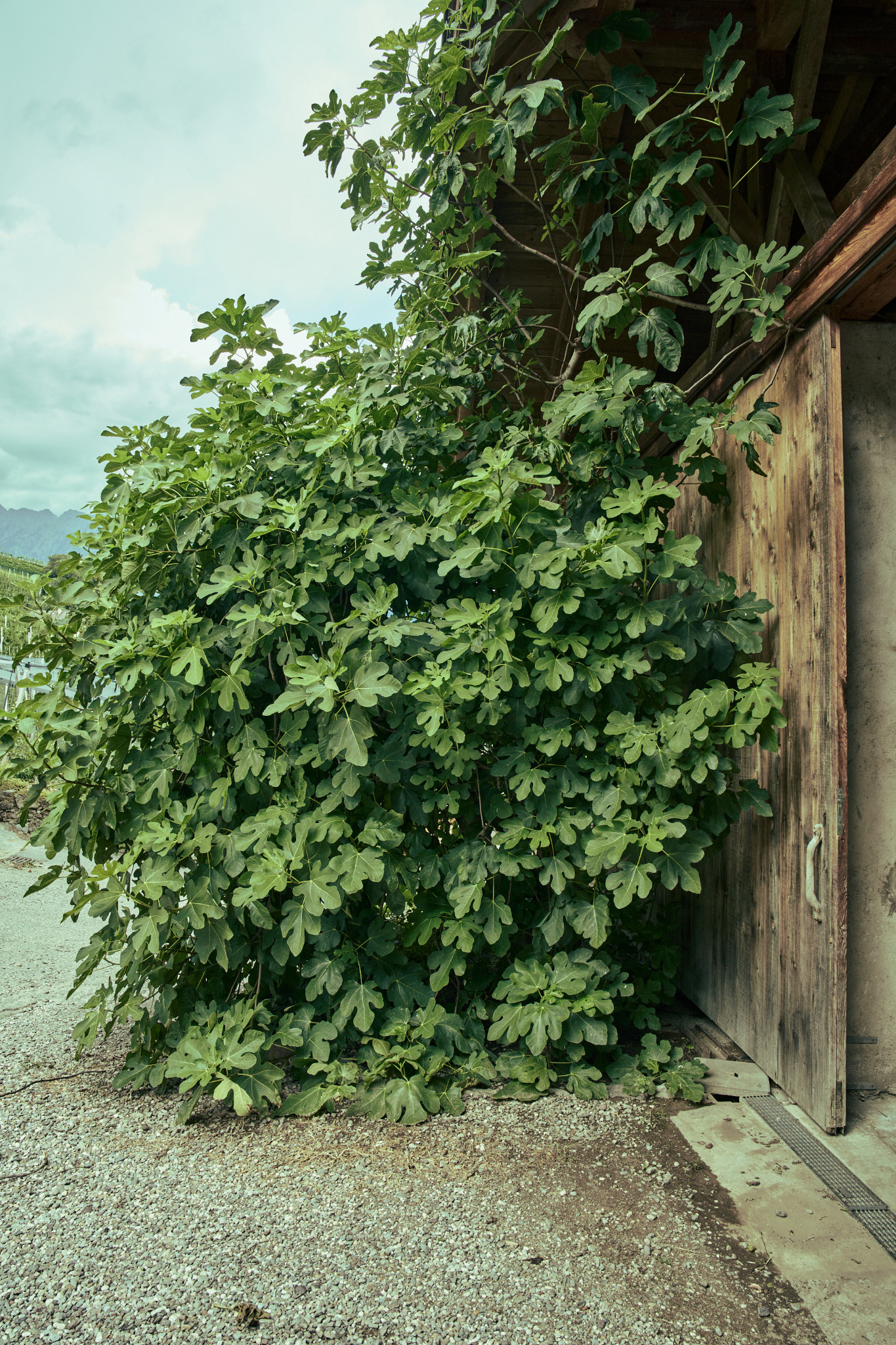 Feigenbaum am Holztor eines Gebäudes, dahinter Weinberge und Berge in Südtirol